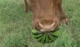 最牛吃瓜,揭秘网络舆论场的风云变幻