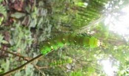 罗威的森林吃瓜,一场奇幻的吃瓜之旅