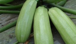 吃芎瓜的好处,天然食材，健康生活新选择