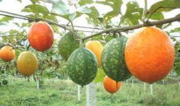 吊瓜吃的致癌吗