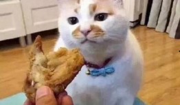 吃瓜群喵表情包,群喵表情包背后的趣味故事