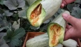 炸野瓜怎么吃,家常炸野瓜教程