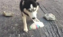 二哈身残志坚吃瓜,逆境中的欢乐生活