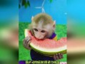 猴子吃瓜的感想,揭秘猴界美食心得
