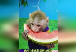 猴子吃瓜的感想,揭秘猴界美食心得