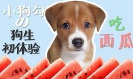 小狗可以吃生瓜嘛,生瓜是否适合宠物犬食用？