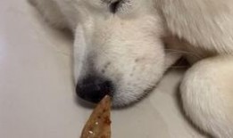 狗吃密瓜评论,一场甜蜜的味蕾冒险