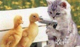 吃瓜姐猩猩,揭秘娱乐圈背后的那些事儿