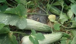 棱子酥瓜怎么吃,夏日消暑美食，轻松制作与享用指南