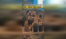 狐獴吃瓜,瓜果飘香中的欢乐时光