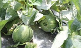 吃瓜的瓜是哪个瓜