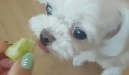 小狗可以吃生瓜嘛,生瓜是否适合宠物犬食用？