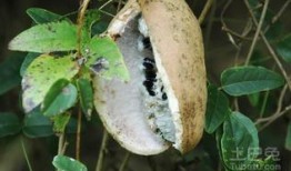 老人吃八月瓜视频大全,老人们共享的甜蜜回忆