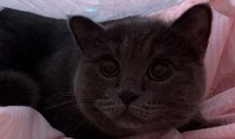 带你吃瓜猫绘,带你领略“带你吃瓜猫绘”的独特魅力