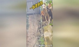 单身狗在线吃瓜,揭秘娱乐圈那些事儿