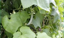 胆结石吃反瓜,揭秘反瓜与胆结石的微妙关系