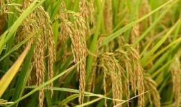 吃瓜种草团,揭秘网红美食背后的秘密