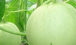 孕妇可以吃白土瓜吗