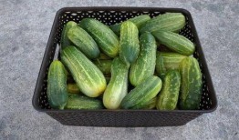 吃稍瓜的好处,揭秘稍瓜的五大养生益处