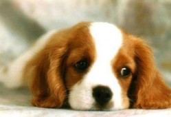 狗吃密瓜评论,一场甜蜜的味蕾冒险