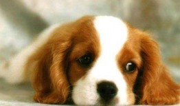 狗吃密瓜评论,一场甜蜜的味蕾冒险