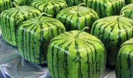 吃瓜的稿子,吃瓜群众视角下的明星幕后故事