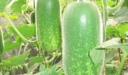 吃瓜646545700,646545700背后的秘密