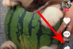 吃瓜啦抖音歌,揭秘背后故事与创作灵感