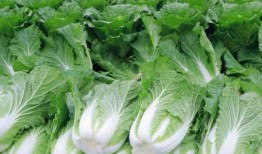 角瓜南瓜同时吃