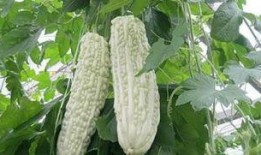 吃芎瓜的好处,天然食材，健康生活新选择