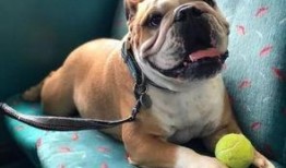 吃瓜斗牛犬,揭秘宠物界的“网红”现象