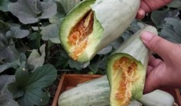 孕妇可以吃白土瓜吗