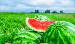 搜索吃脚追瓜,吃脚追瓜的奇妙体验