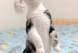 带你吃瓜猫绘,带你领略“带你吃瓜猫绘”的独特魅力