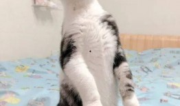 带你吃瓜猫绘,带你领略“带你吃瓜猫绘”的独特魅力