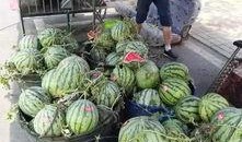 蒙阴吃瓜外卖事件,一场网络热议的食品安全风波