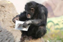 吃瓜姐猩猩,揭秘娱乐圈背后的那些事儿