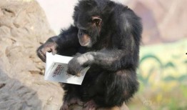 吃瓜姐猩猩,揭秘娱乐圈背后的那些事儿