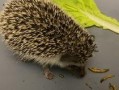 田野视频刺猬吃瓜,田野间的趣味瞬间