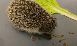 田野视频刺猬吃瓜,田野间的趣味瞬间