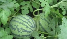 5.1吃瓜传媒,揭秘娱乐圈热点事件背后的真相