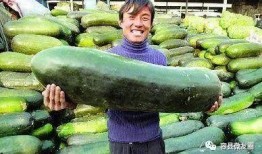 瓜有点吃不起来,揭秘那些让人望而却步的美食之谜