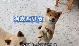 吃瓜小黑娃,揭秘娱乐圈背后的那些事儿