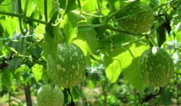 吊瓜吃的致癌吗