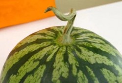 今日宜吃瓜章玉,章玉带你领略美食与娱乐的完美融合