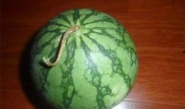 吃瓜的老黑,吃瓜老黑的趣味生活点滴