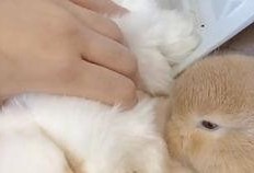 吃瓜少年兔兔子,吃瓜少年兔兔子的趣味生活点滴