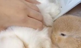 吃瓜少年兔兔子,吃瓜少年兔兔子的趣味生活点滴