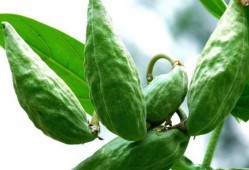 孕妇吃牛角瓜,牛角瓜助力孕妇健康营养