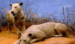 狮子吃两瓜,探寻动物食量的奥秘